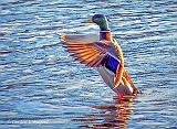 Stretching Mallard_S0066491